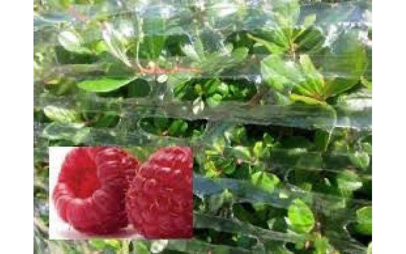 呼吸纏繞膜在鮮花行業(yè)應用